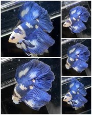 Live Betta Fish Halfmoon Male Grade Premium USA Seller (IR) picture