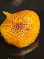 Chestnut Mushroom Pholiota adiposa Liquid Culture 10+ ml Sweet Snappy Nutty Rare picture