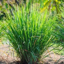 300+ Lemon Grass Seeds - Culinary Herb Seeds  FRESH Non-GMO - repels mosquitos picture