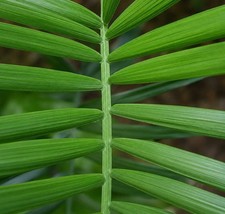 Chamaedorea radicalis SEEDS - Radicalis palm | Hardy bamboo palm picture
