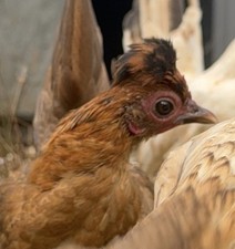 6 Kikiriki Hatching Eggs Tiny Chickens From Puerto Rico picture