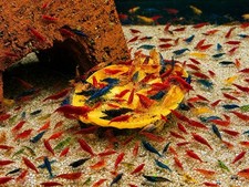 20+2 Cull Neocaridina Shrimp Live Mixed Color Freshwater Skittles Live Arrival picture