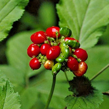 Premium American Ginseng Seeds - Stratified Woodland Botanical - Harvested 2025 picture