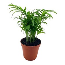 Bamboo Palm, Chamaedorea Parlor Palm, Clustered Reed Palm, Cane Palm in 4 inch P picture