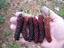 Pakistan Long Mulberry Tree - Live Plant – Morus Macroura picture