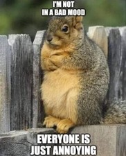 Funny Squirrel  refrigerator magnet 3 1/2 x 4 1/2 picture