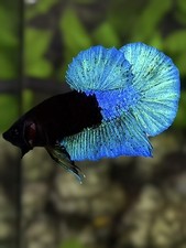 Live Betta Fish Plakat Male Grade Premium USA Seller (AN) picture