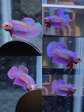 Live Betta Fish Plakat Male Grade Premium (RG) USA Seller picture