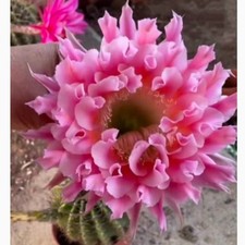 3-4cm Cactus Succulent Plant Echinopsis 'Schick Hybrids' flowering Plants picture