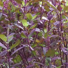 Red Leaf Holy Basil Seeds, NON-GMO, Tulsi, Monk's Basil, Ayurveda,  picture