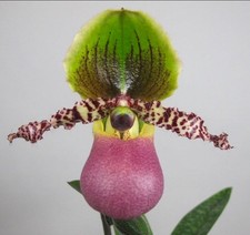 Paphiopedilum Pinocchio blooming size Paphiopedilum orchid hybrid. Unique picture