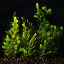 Hornwort Coontail Live Fish Tank Plants Aquarium Plant BUY 2 GET 1 FREE ✅ picture