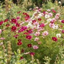COSMOS SENSATION MIX Cosmos Bipinnatus - 2,550 Bulk Seeds picture