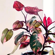 Princess Pink Philodendron Live Plant 5-8 Inch Tall, Rare Variegated picture
