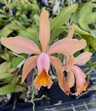 Cattleya Fulvescens ( c forbesii  X dowiana v aurea) 4” POT picture