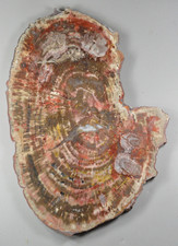 Petrified Wood, Spurlock Ranch, Arizona picture