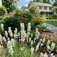 Elegant 1200 Lavender Flower Seeds, White - Cut Flower Arrangements, Outdoor picture