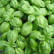 Genovese Basil Seeds | Heirloom / Non-GMO | | Seed Store | 1126 picture