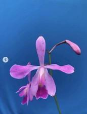 Encyclia jenischiana Pink Purple Tall Stems NEW DIVISIONS Orchid Species 2” Pot picture