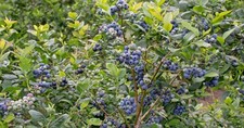 PATRIOT HIGHBUSH BLUEBERRY Vaccinium corymbosum 'Patriot' LIVE WELL ROOTED PLANT picture