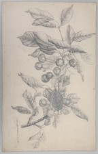 Antique Still Life Drawing Cherry Tree Berries Cherries Fruit 19th C. SIGNED picture