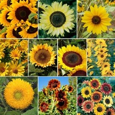 Beautiful Variety Sunflower Mix, 7 Species, Sunny Sunflowers,  picture