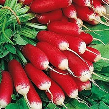 French Breakfast Radish Seeds | Heirloom / Non-GMO |  | 1095 picture