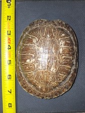 Red Eared Slider Turtle Shell picture