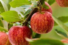 50 Gala Apple Tree Seeds - FRESH SEEDS .. picture