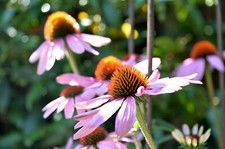400+ Echinacea Purpurea Seed - Purple Coneflower Perennial Medicinal Herb Flower picture