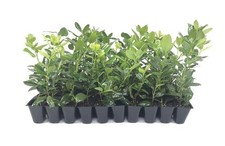 Ilex Nellie Holly | 2 Inch | Ilex stevensii | Evergreen Privacy | Dense Growth picture