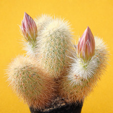 Echinocereus freudenbergeri 10 SEEDS - Rare Cactus SEEDS picture