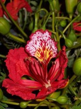 1-1000 PCS Red Flame Flamboyant Tree Seeds Royal Poinciana Delonix Regia US 0135 picture