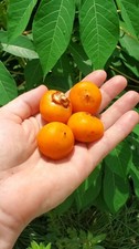 50+ Jelly Palm Seeds – Fresh 2026 Harvest | FREE Priority Shipping picture