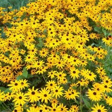 BLACK EYED SUSAN SEEDS 1 GRAM = 3500+ FRESH HARVEST FOR GARDENS picture