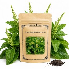 Good King Henry Seeds for Planting (50+ Seeds) | Heirloom Perennial Vegetable picture
