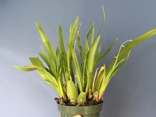 Miltoniopsis roezlii xanthina orchid species blooming size picture