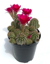 Rose Quartz Peanut Cactus Chamaelobivia,4