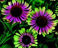 20 Green Twister Purple Cone Flowers garden flower seeds for spring summer gmo  picture