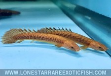 Teugelsi Bichir / Polypterus teugelsi - Live Aquarium Fish picture