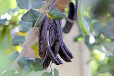 20 CAROB TREE Saint John's Bread Ceratonia Siliqua Edible Fruit Pods Tree Seeds picture