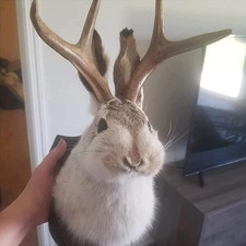 Jackalope Mount, Jackalope Taxidermy, Animal Head Wall Decor, Deer Head Wall Mou picture