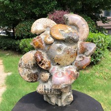 14.6 LB Natural Multi Ammonite Cluster Fossil Specimen Healing Crystal Display picture