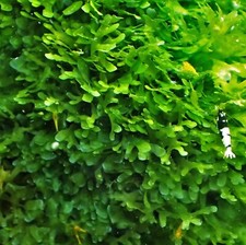 2x2 Inch Portion Of Subwassertang Live Aquarium Plants Beautiful picture
