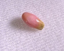3ct Natural Caribbean Conch Pearl with Baroque Shape, Pink color with Flame picture