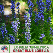 1000 Great Blue Lobelia Seeds, Lobelia siphilitica, Bee & Butterfly Attractor picture
