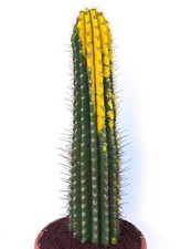 Cereus pasacana VARIEGATED SEEDS - Pasacana cactus | Cardón picture