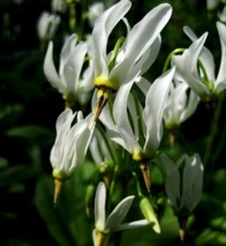 5 Eastern Shooting Star Bulb/Roots - White Perennial Flowers - Primula meadia picture