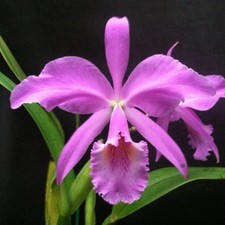 Cattleya jenmanii concolor X Sib Canaima’s Segunda Orchid Eros Species 4” ComPot picture