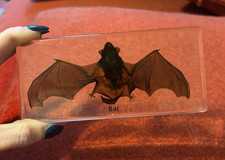Ultra Clear Resin Encased Bat - Large 5.5